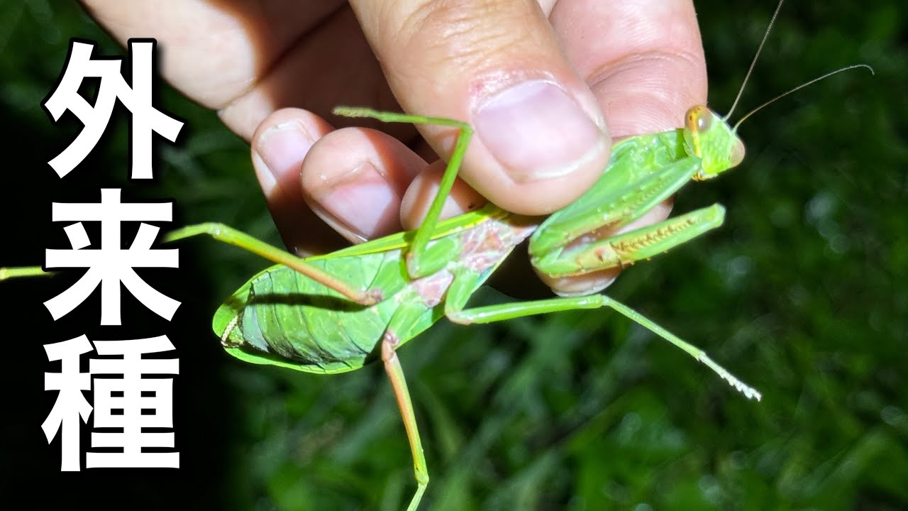 The alien praying mantis that is breeding in Japan - YouTube