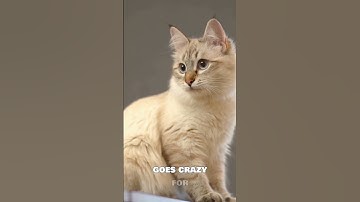 Why Catnip Makes Cats Go CRAZY! 😹🌿  #catlovers #catnip #catnipcraze  #gingerbrothertales