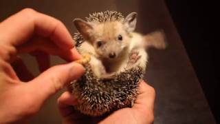 Feeding hedgehog Funny / Ежик и Еда