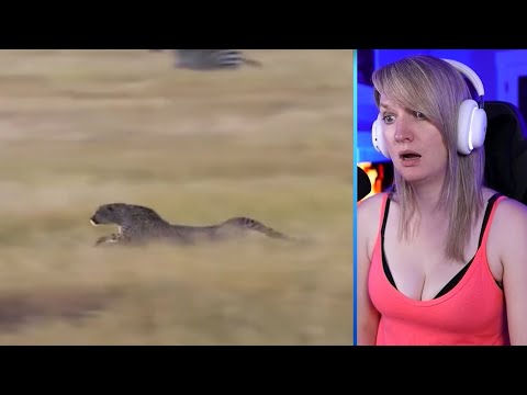 15 Amazing And Merciless Cheetah Coalition Attacks Caught On Camera Part 2 | Pets House