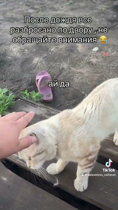 Приключения кота Тоши - YouTube