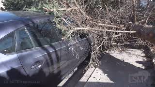 12-15-2021 Colorado Springs, CO - 100mph winds cause downed trees on cars and blocking roadways