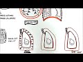 Transmural Pressures (transpulmonary, transthoracic, transrespiratory pressure)