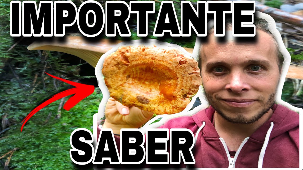 SECRETOS para BUSCAR SETAS increíbles BROTES de ROVELLONS NÍSCALOS ROBELLONES TEMPORADA 2022