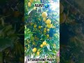Uttarakhand phadi fruit status
