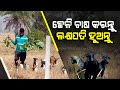 Youths in bhadrak creating livelihood with goat farming earning over rs 1 lakh profit per annum