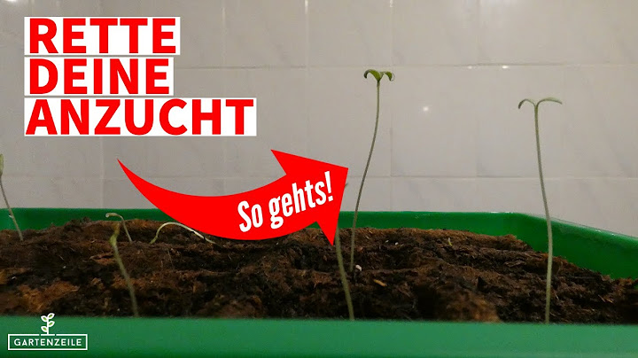 Vergeilte Pflanzen retten [Du solltest unbedingt schnell handeln!] Rette deine Anzucht!