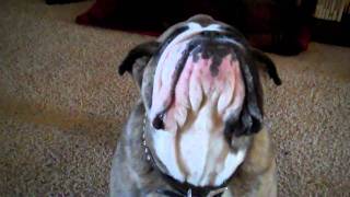 Milton the English Bulldog Has a Smart (Doing Tricks)