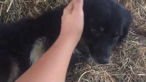 Yeni evladımız❤️❤️