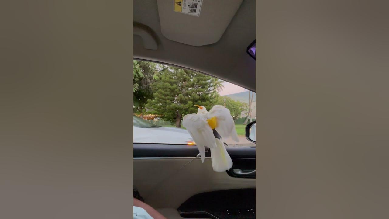 Can someone please translate? #short #parrot #bird #parrottalking #