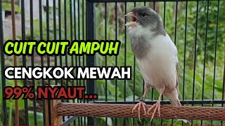 Download Lagu KENARI GACOR  Cuit CUIT BIRAHI SUARA Kenari MASTERAN TERBAIK UNTUK PANCINGAN \u0026 MASTERAN Kenari PAUD MP3