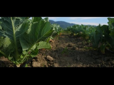 მოსავლის აღება ჯაპანაში და ახალი პროექტის წამოწყება სოფელ გომში. 07.06.2020