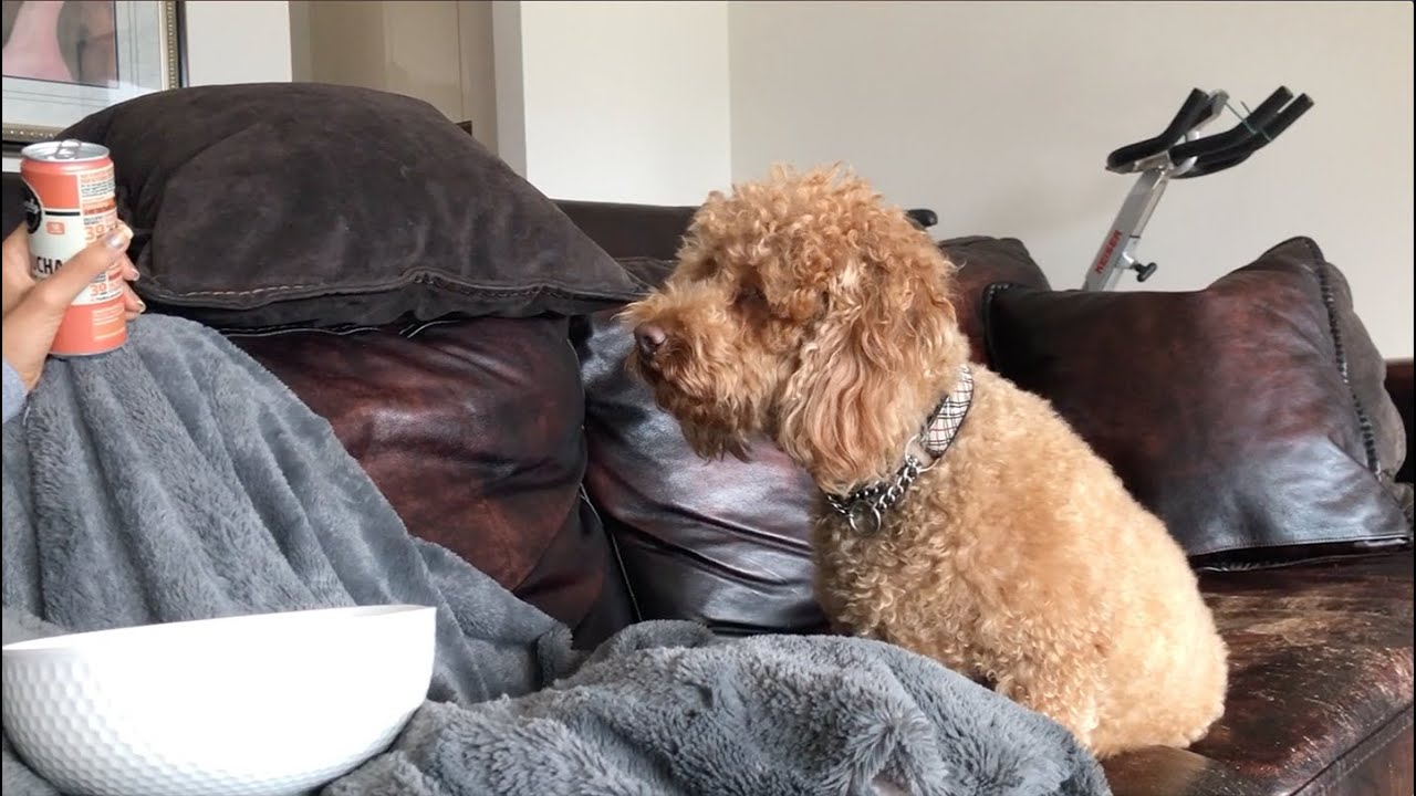 Mini poodle dog LOVES POPCORN *Waits patiently for food* | Teddy Bungoo
