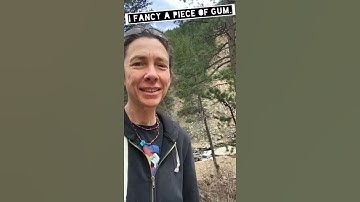 Wild Chewing Gum from Tree Sap #Shorts