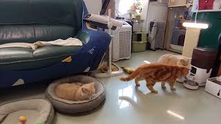 可愛いすぎるわ~It's cute and soothing QQCAT貓公主