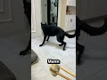 Das Herz dieses Hundes wurde zerstört 💔 🐕