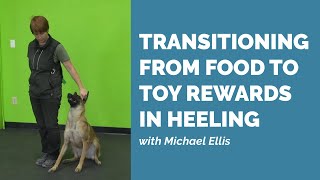 Michael Ellis on Transitioning From Food to Toy Rewards in Heeling