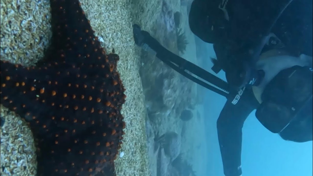 Hice Buceo por primera vez ~ Saida ZC ~ 💚🫧