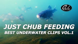 Best Underwater Fishing S Vol 1: Chub Love Eating Maggots In Rivers & Stillwaters Resimi