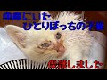 車庫で見つかったひとりぼっちの子猫を保護しました【保護猫】【子猫】【猫風邪】