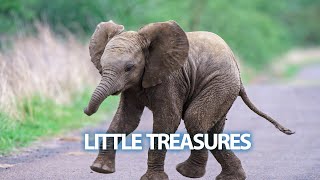 Adorable Baby Elephant Moments | A Precious Gift from Nature | Pretty Baby Elephants:#wildlife#bird
