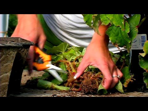 Planting & Growing Flower Bulbs : How to Dig & Sto...