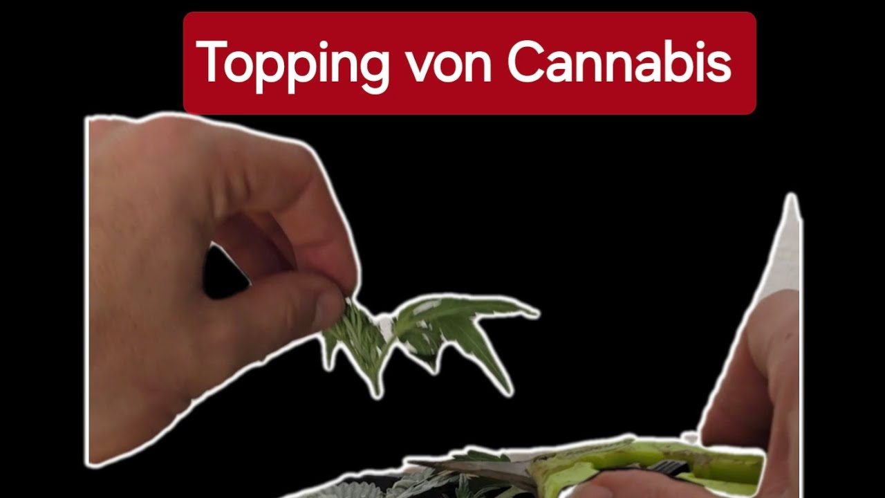 Cannabis Autoflower Topping , so geht es richtig!! YouTube