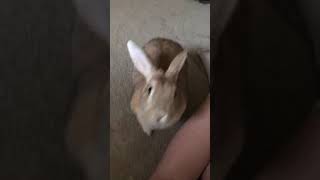 ATTACKED BY KILLER BUNNY!!!