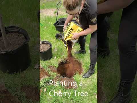 تصویری: مراقبت از درخت گیلاس کوانزان: چگونه درخت گیلاس کوانزان را پرورش دهیم