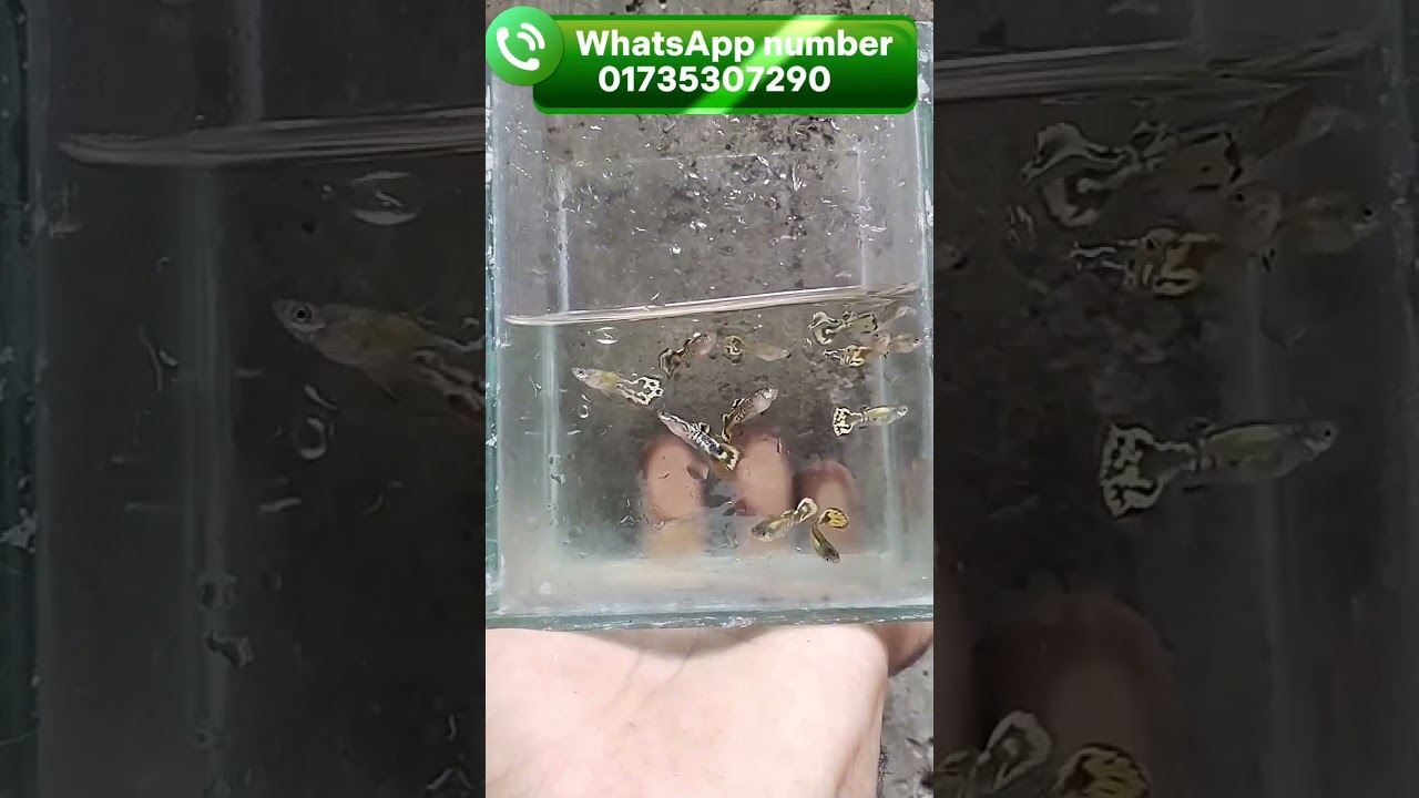 কোবরা গাপ্পি
