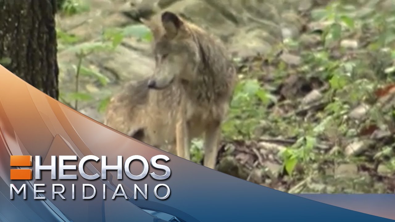 En Donde Habita El Lobo Gris Mexicano