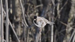 Harriss Sparrow Prince Edward County