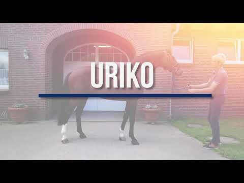 Uriko - a promising sire in a special format