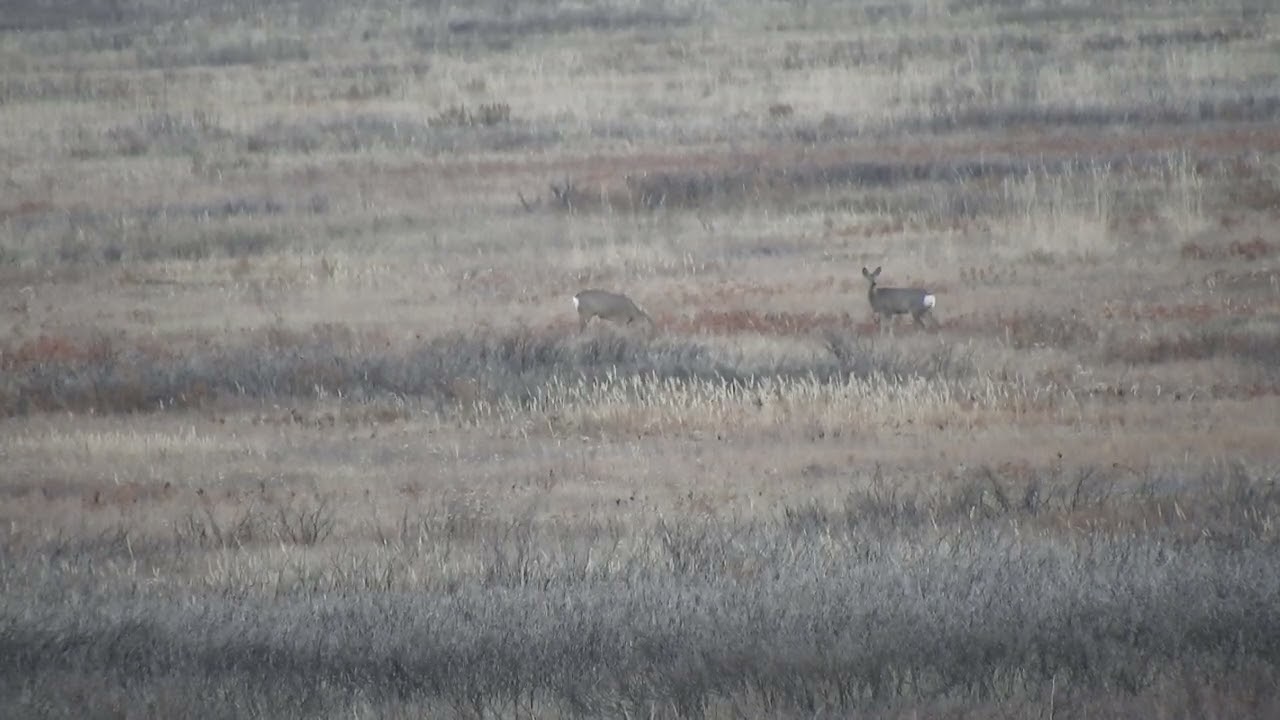 .308win. 175g. SMK 620m. Первый выстрел ученика.