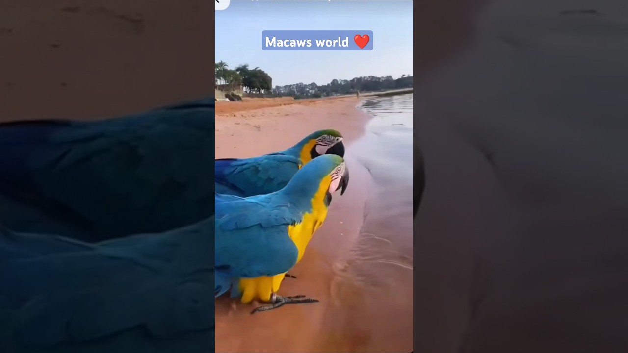 ♥️Macaw madness ❤️ || 