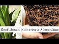 Root-Bound Sansevieria Moonshine: Time to Re-pot!