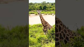 Giraffe standing in front of the Sabie River in Kruger National Park, South Africa