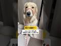 先生に恋するコロッケ #ゴールデンレトリーバーgolden #子犬 #愛犬 #ゴールデンレトリバー