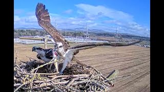 Flora Swept Away With Breakfast Alyth Ospreys. Wildlifewindows. 08 April 2024