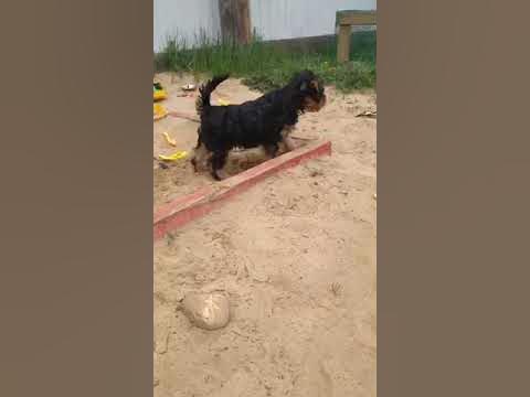 Йорик в деле. - YouTube