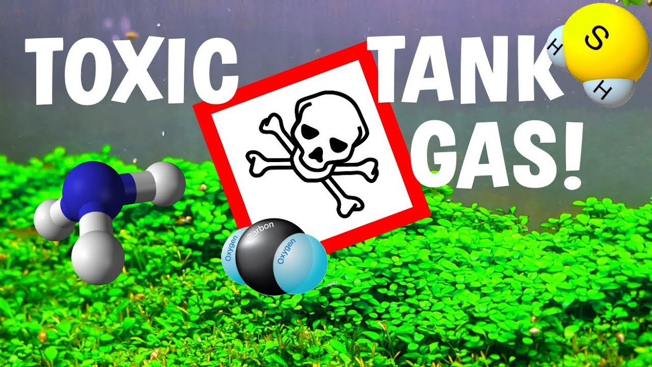 TOXIC GAS IN YOUR AQUARIUM! YouTube