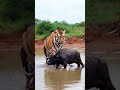 #viralvideo #foryou #food #asmr #reelsvideoシvideo #shorts #animals #reelviral #reelsvideo  #sealife