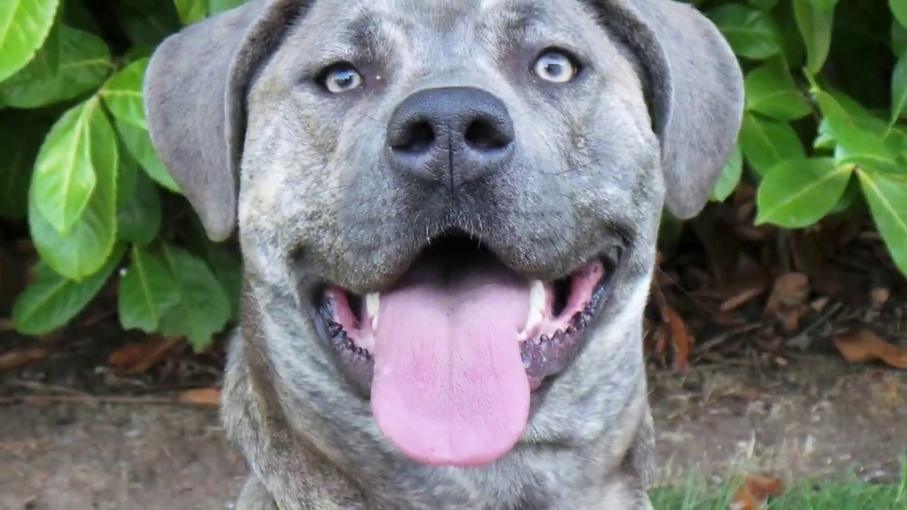 wales wisconsin Dogs Trust Kenilworth - Mercy