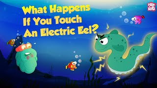 It's an Electric Eel  Don't Touch It | What Happens if You Touch An Electric Eel? | Dr Binocs Show