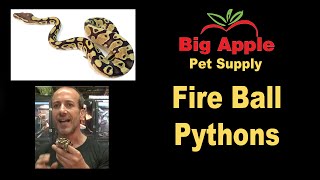 Fire Ball Pythons for Sale. Buy at Big Apple Pet with Same Day Shipping.