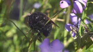 Xylocopa sonorina (valley carpenter bee)