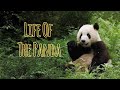 Life Of The Panda The Bamboo Forest King