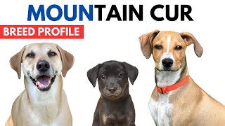 Mountain Cur Breed Profile History - Price