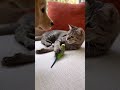 1分で癒される!可愛くて笑える猫のおもしろ動画6選 #cutecat #funnycats #癒し動画