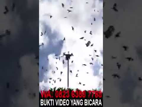 BUKTI SUARA WALET YANG TERBAIK DI DUNIA HANYA ADA DI AWI CLUB INDONESIA ...PESAN SEKARANG BAYAR COD.